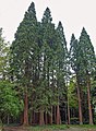 60年生程度の比較的若いセコイアデンドロン属の樹形