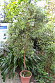Papuacedrus属の鉢植えの様子