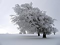 樹氷。ドイツ・シュヴァルツヴァルト