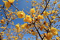 ソシンロウバイの花。花被全体が黄色で、ソシン（素心）は純粋で汚れていないという意味がある。