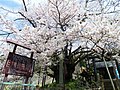 素桜神社の神代ザクラ