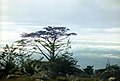 ムランジェ山に分布するW. whyteiはマラウイの国の樹である
