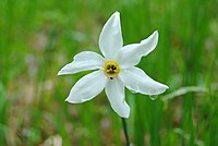 クチベニズイセン Narcissus poeticus