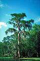 まっすぐな幹を持つヌマスギ属Taxodium distichumの樹形