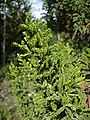 Pigenodendron uviferumの葉
